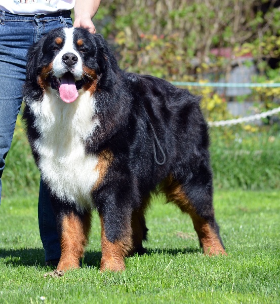 Good boy des Treilles de Salvert