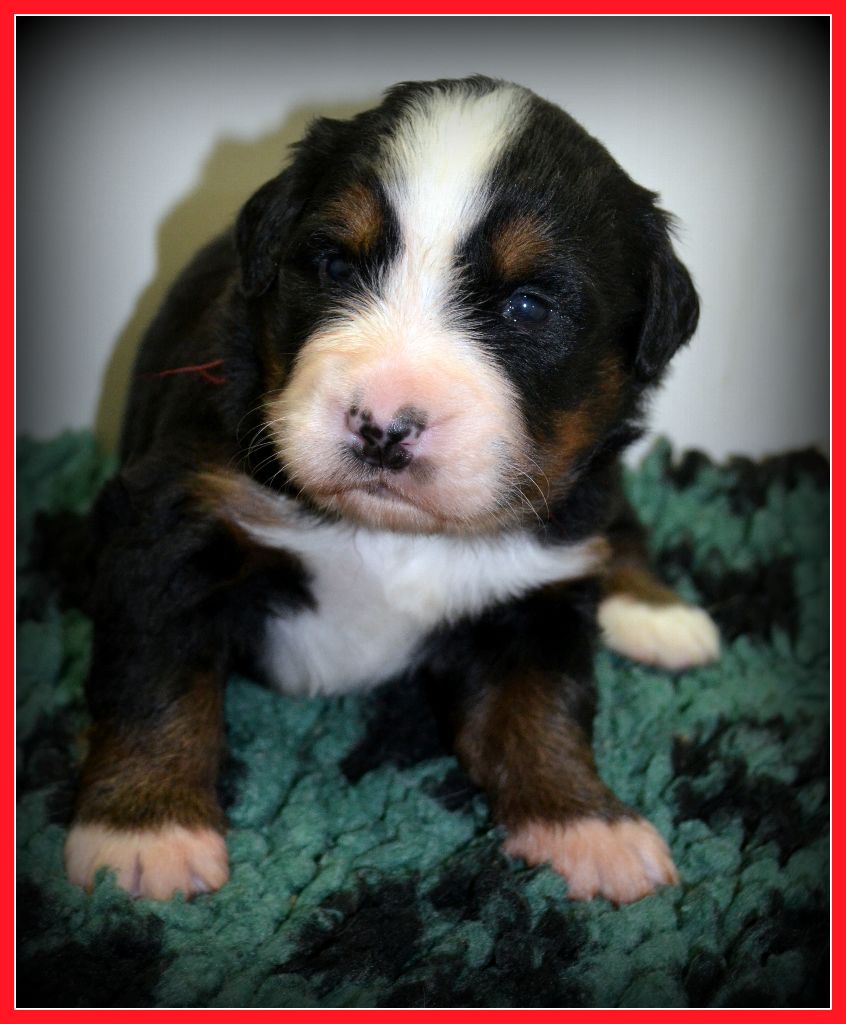 des Treilles de Salvert - Chiot disponible  - Bouvier Bernois