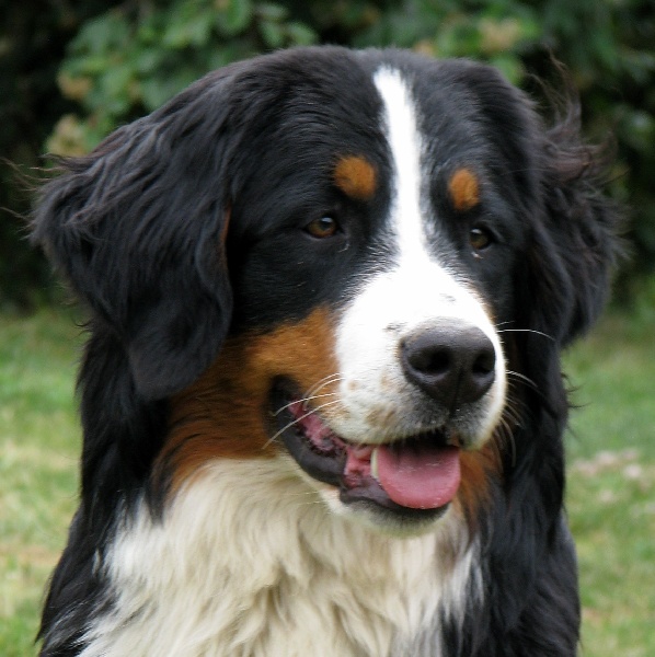 Fedora des Treilles de Salvert