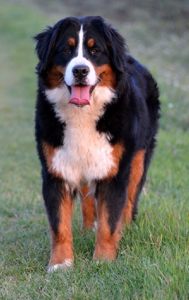 CH. Heather des Treilles de Salvert