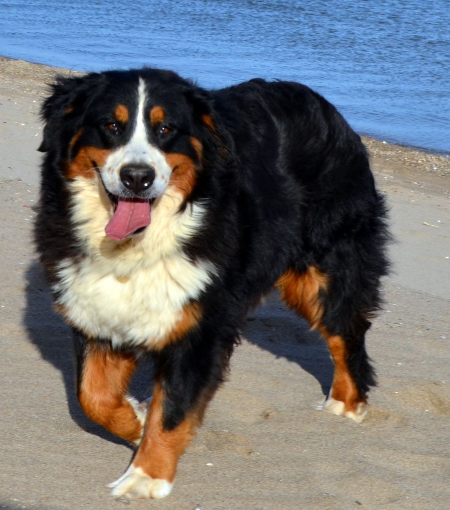 Junon des Treilles de Salvert