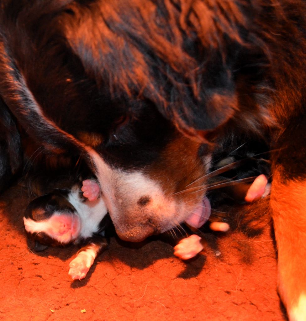 Portée de Tess & Pongo des Treilles de Salvert 