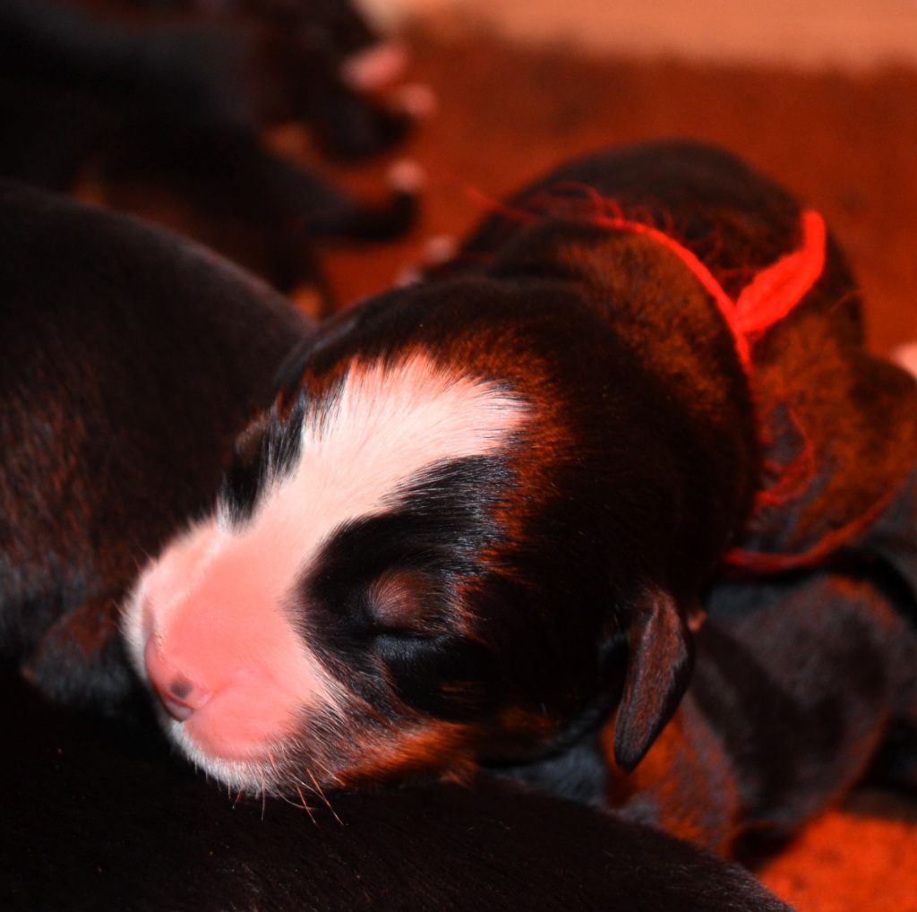 des Treilles de Salvert - Chiots disponibles - Bouvier Bernois