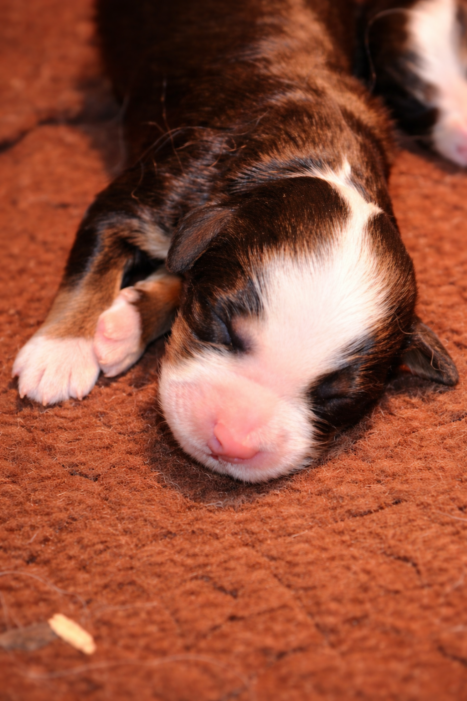 des Treilles de Salvert - Chiots disponibles - Bouvier Bernois