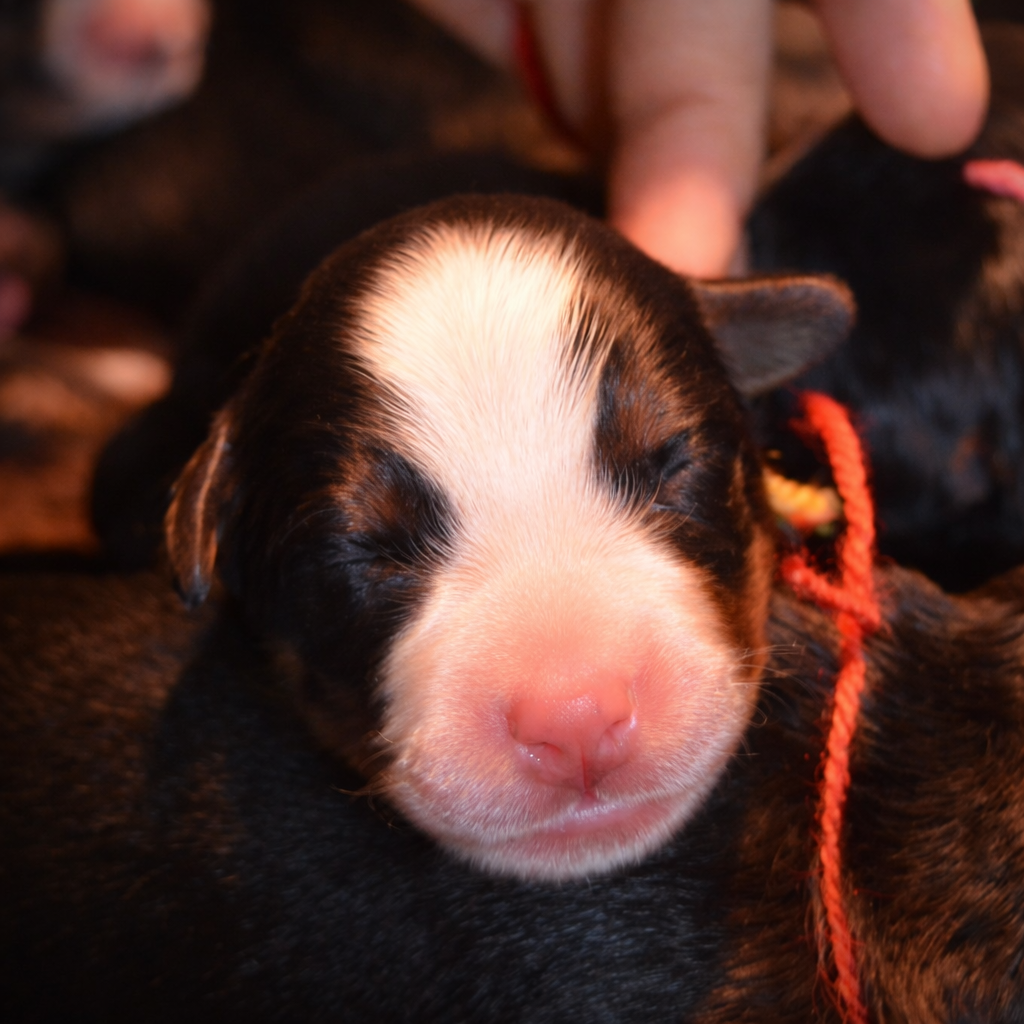 des Treilles de Salvert - Chiots disponibles - Bouvier Bernois