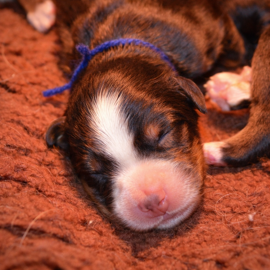 des Treilles de Salvert - Chiots disponibles - Bouvier Bernois