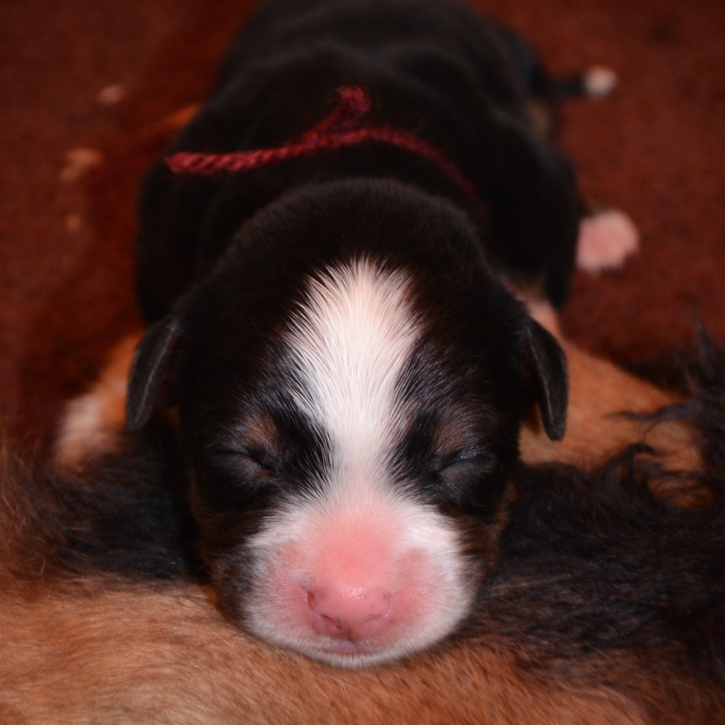 des Treilles de Salvert - Chiots disponibles - Bouvier Bernois