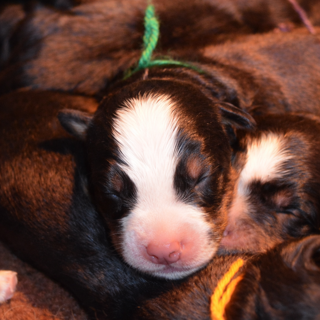 des Treilles de Salvert - Chiots disponibles - Bouvier Bernois
