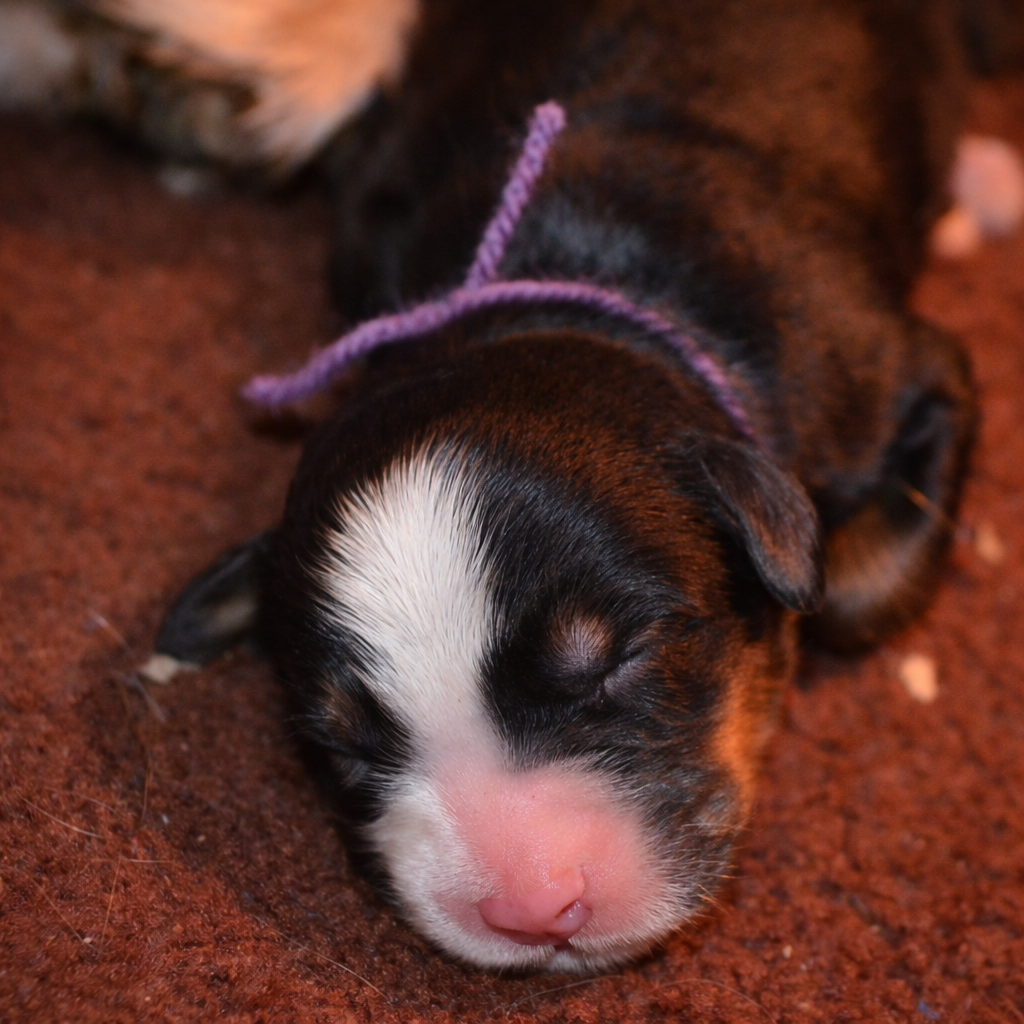 des Treilles de Salvert - Chiots disponibles - Bouvier Bernois