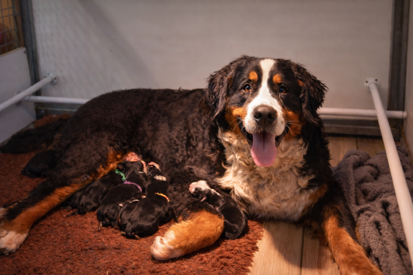 Chiot Bouvier Bernois des Treilles de Salvert