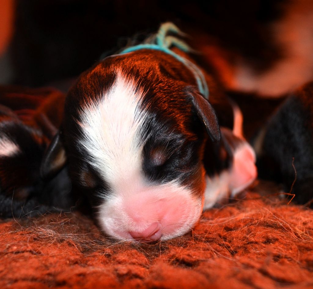 des Treilles de Salvert - Chiots disponibles - Bouvier Bernois