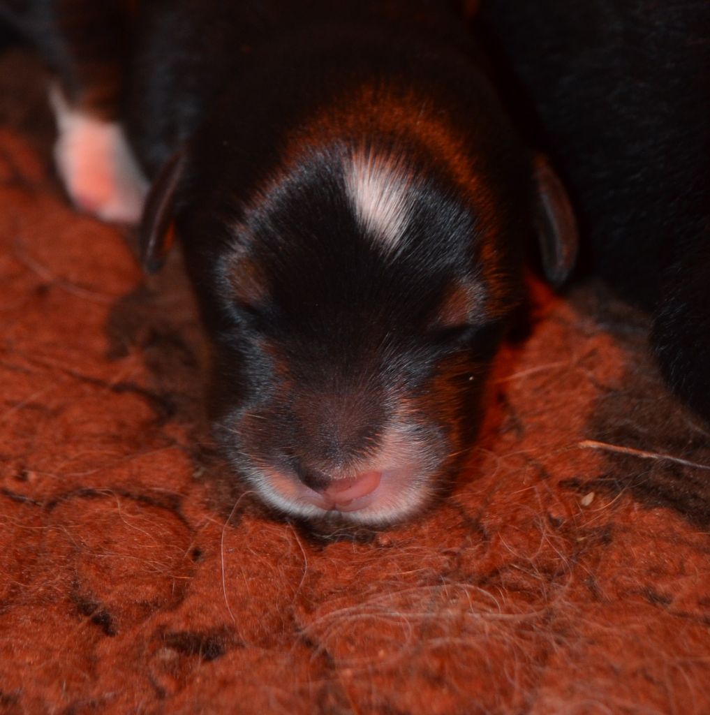 des Treilles de Salvert - Chiots disponibles - Bouvier Bernois