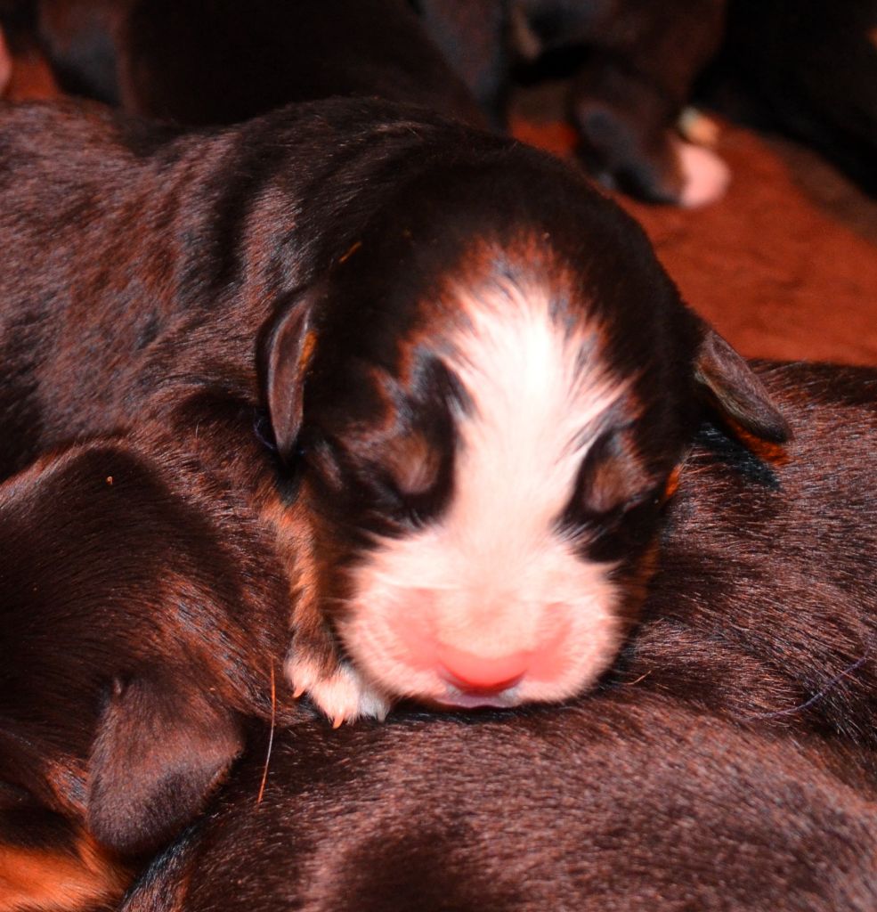 des Treilles de Salvert - Chiots disponibles - Bouvier Bernois