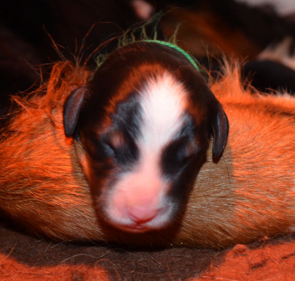 des Treilles de Salvert - Chiots disponibles - Bouvier Bernois