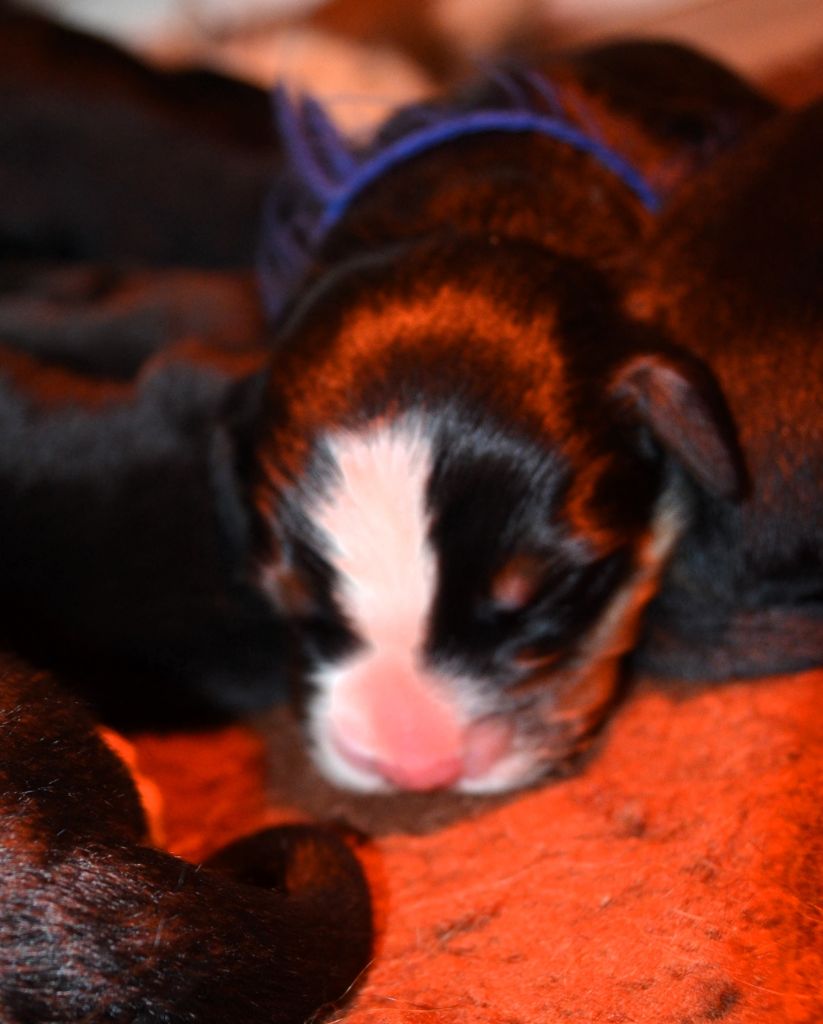 des Treilles de Salvert - Chiots disponibles - Bouvier Bernois