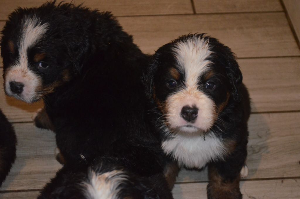 des Treilles de Salvert - Bouvier Bernois - Portée née le 18/10/2025