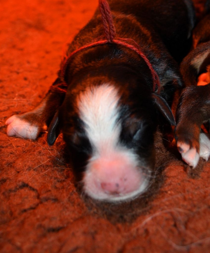 des Treilles de Salvert - Chiots disponibles - Bouvier Bernois