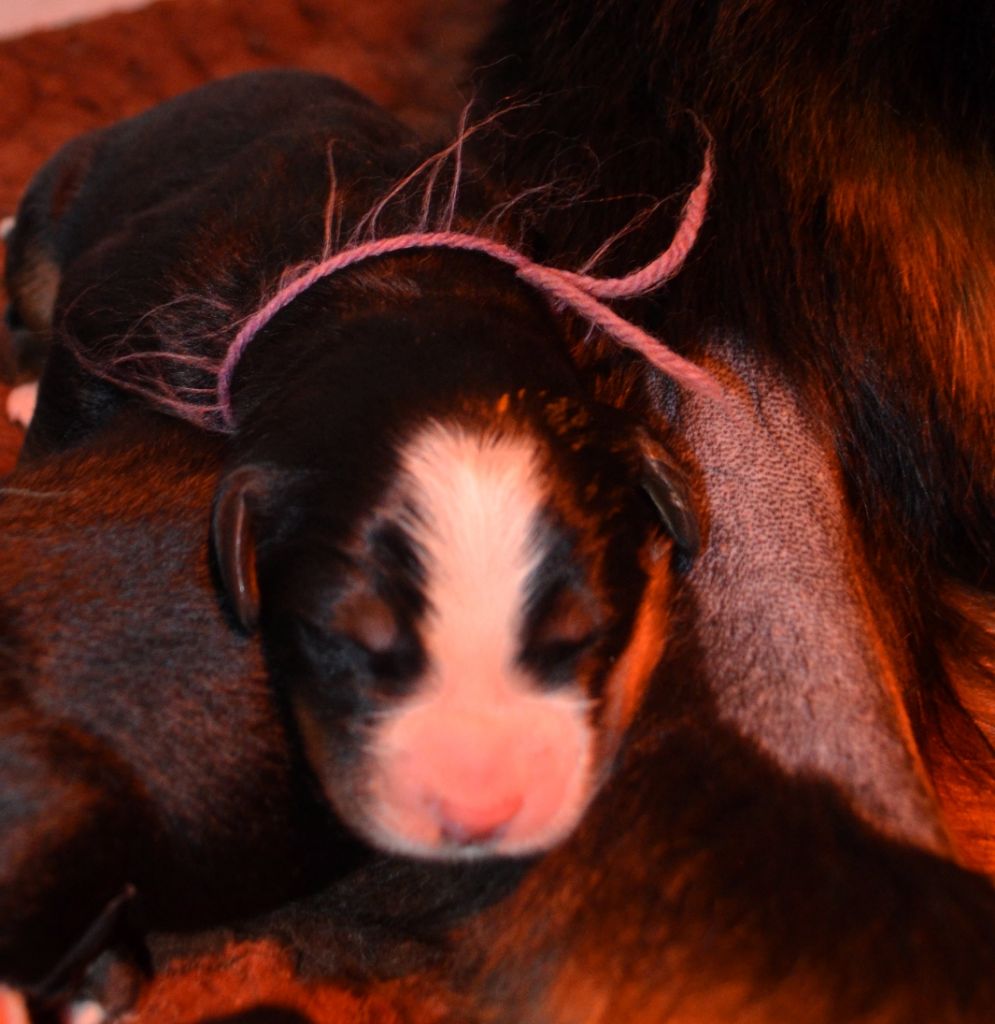 des Treilles de Salvert - Chiots disponibles - Bouvier Bernois